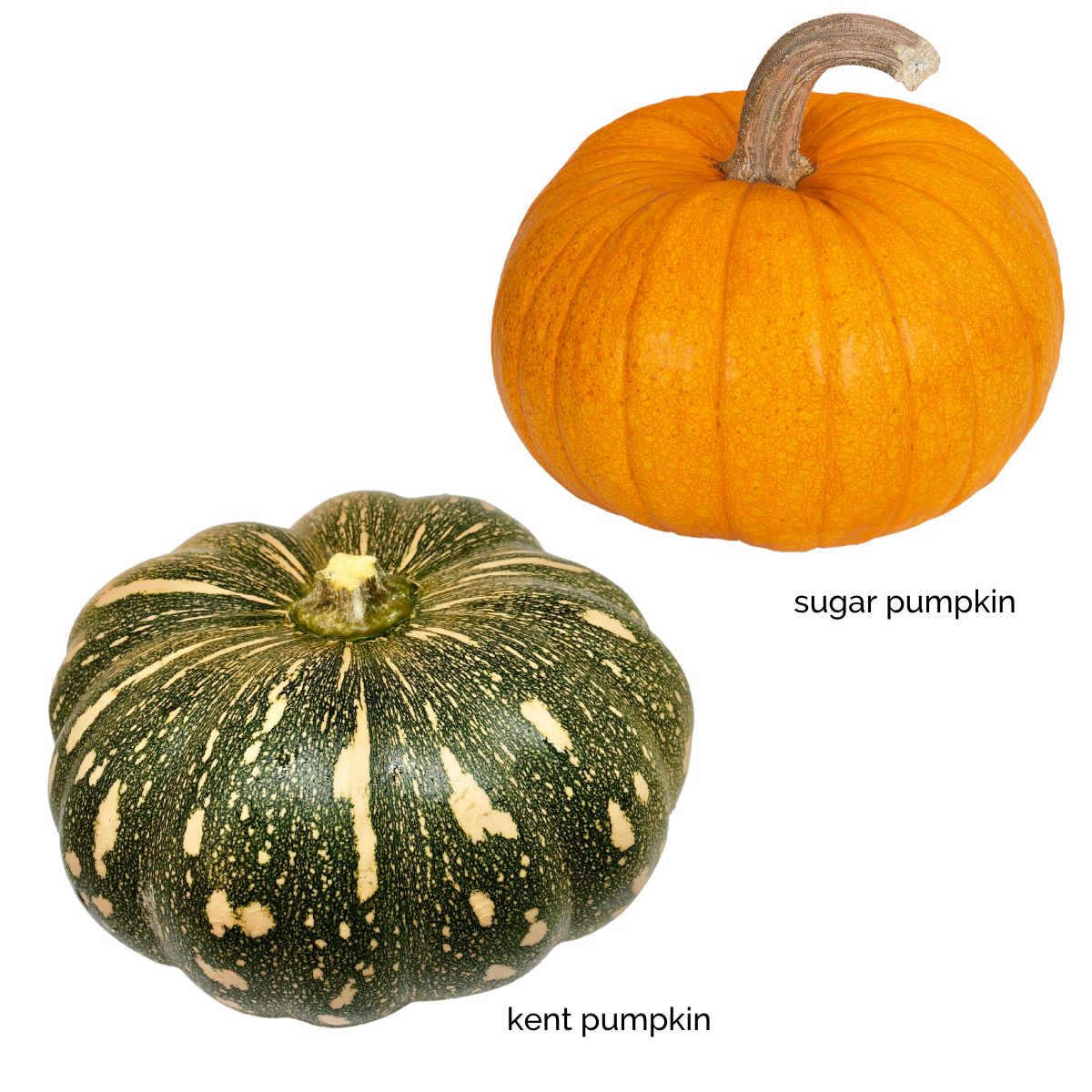 A Kent Pumpkin and Sugar Pumpkin.
